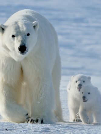 Могилів-Подільський Онлайн
