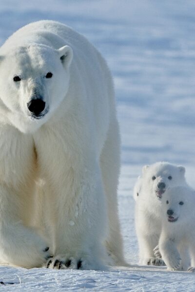 Могилів-Подільський Онлайн