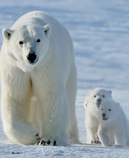Могилів-Подільський Онлайн