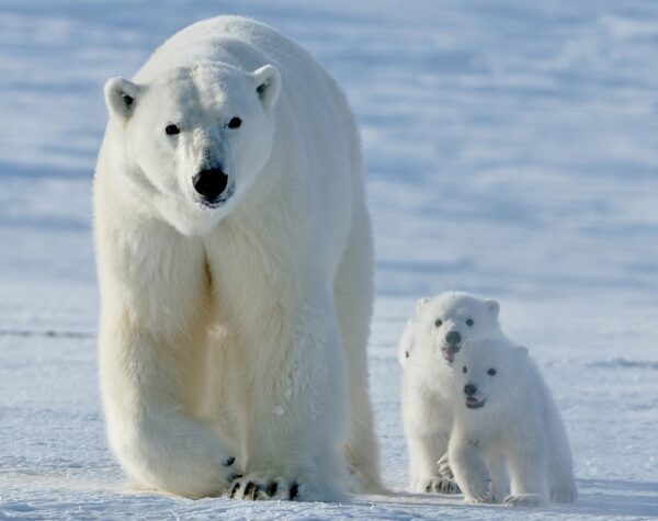 Могилів-Подільський Онлайн