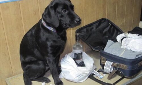 Могилів-Подільський Онлайн