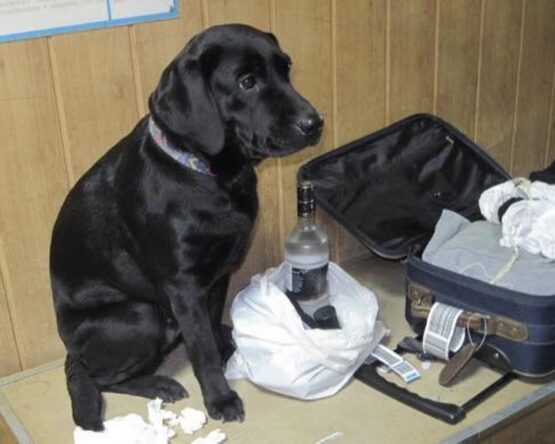 Могилів-Подільський Онлайн