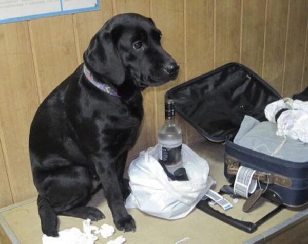 Могилів-Подільський Онлайн