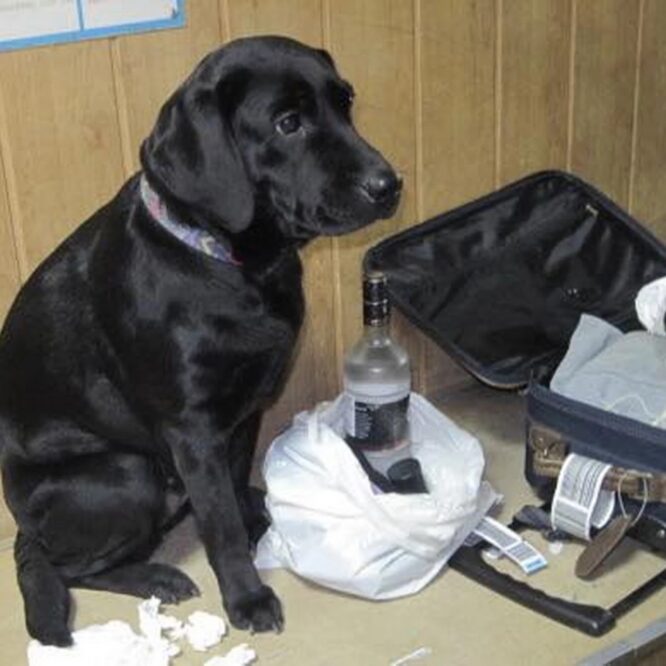 Могилів-Подільський Онлайн