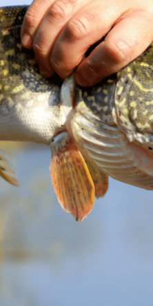 Могилів-Подільський Онлайн