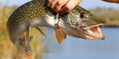 Могилів-Подільський Онлайн