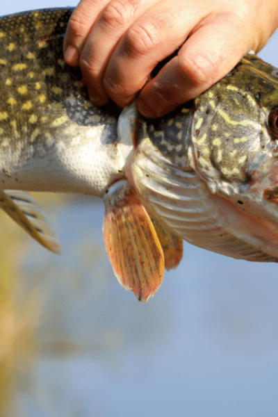 Могилів-Подільський Онлайн