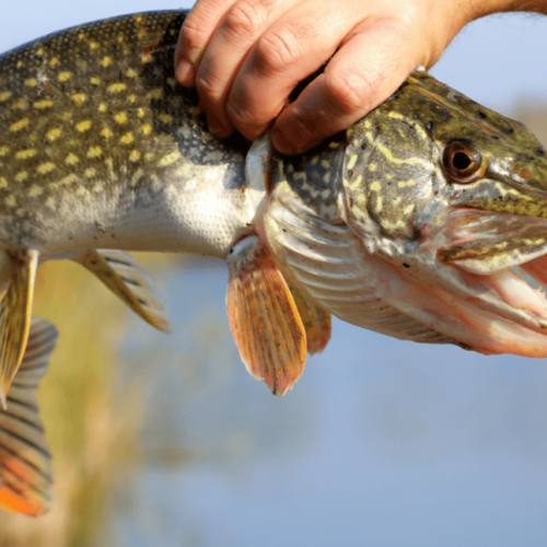 Могилів-Подільський Онлайн