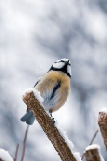 Могилів-Подільський Онлайн