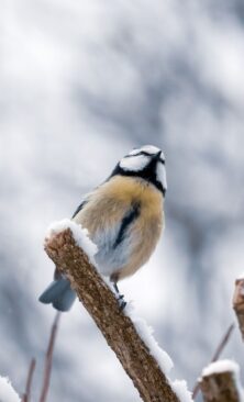 Могилів-Подільський Онлайн