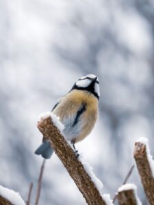 Могилів-Подільський Онлайн