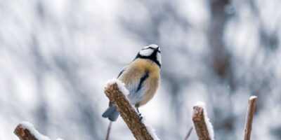 Могилів-Подільський Онлайн