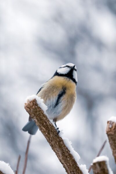 Могилів-Подільський Онлайн