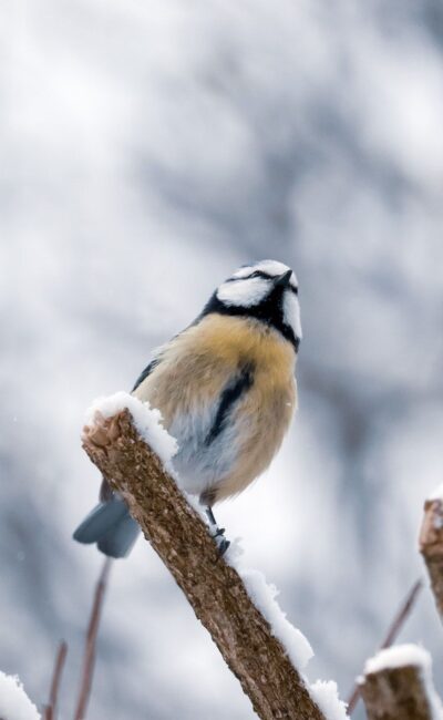 Могилів-Подільський Онлайн