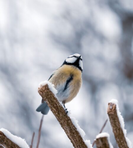 Могилів-Подільський Онлайн