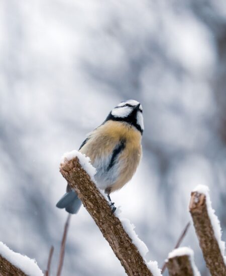 Могилів-Подільський Онлайн