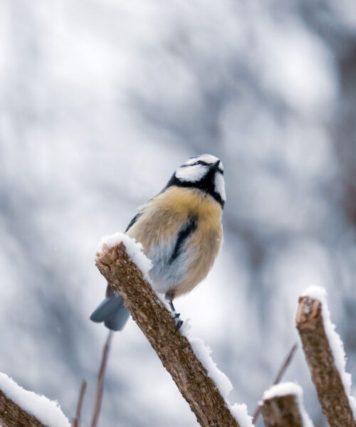 Могилів-Подільський Онлайн