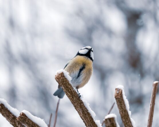 Могилів-Подільський Онлайн