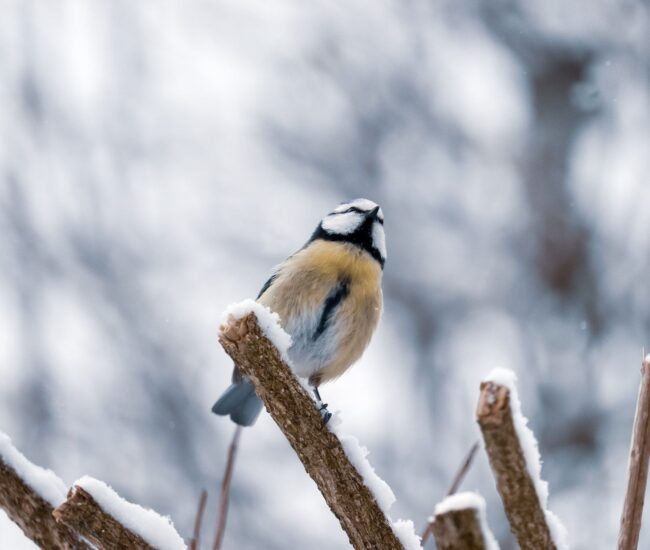 Могилів-Подільський Онлайн