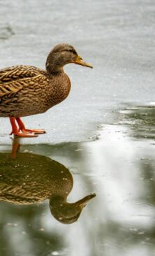 Могилів-Подільський Онлайн