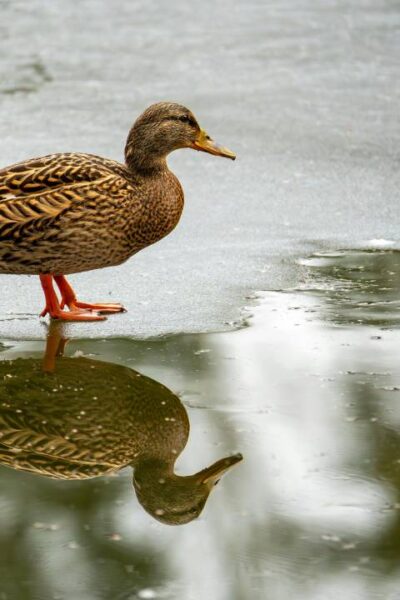 Могилів-Подільський Онлайн