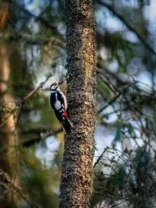 Могилів-Подільський Онлайн