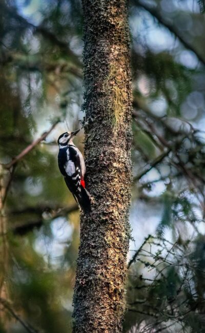Могилів-Подільський Онлайн