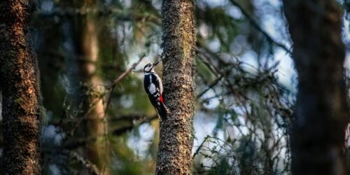 Могилів-Подільський Онлайн