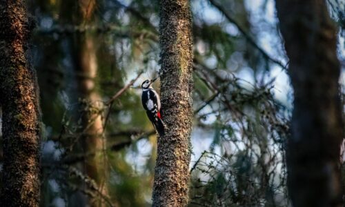 Могилів-Подільський Онлайн