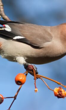 Могилів-Подільський Онлайн