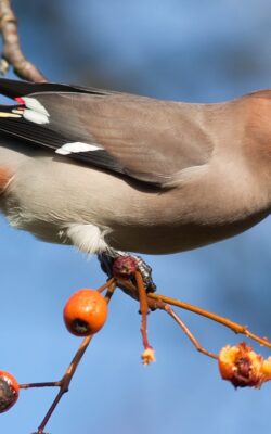Могилів-Подільський Онлайн