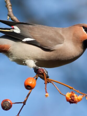 Могилів-Подільський Онлайн