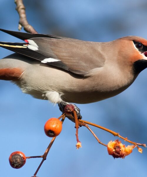 Могилів-Подільський Онлайн