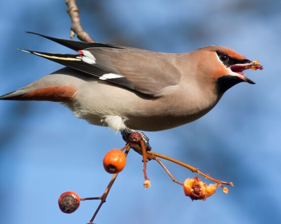 Могилів-Подільський Онлайн
