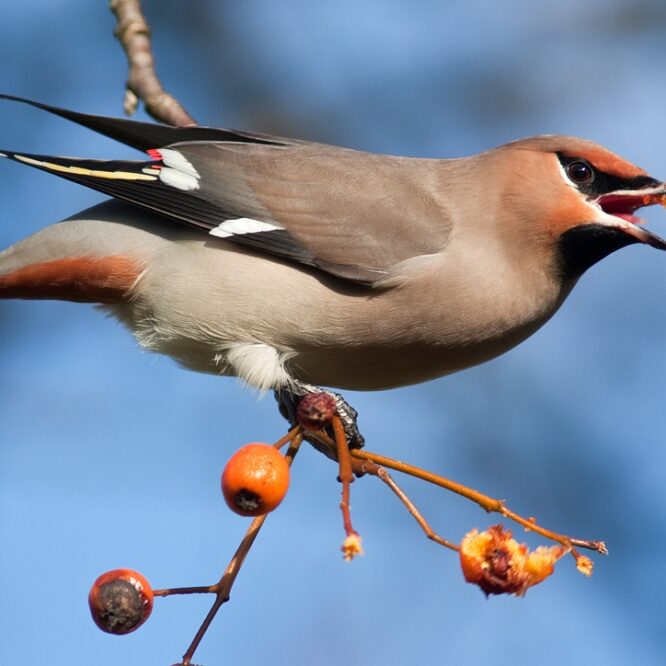 Могилів-Подільський Онлайн