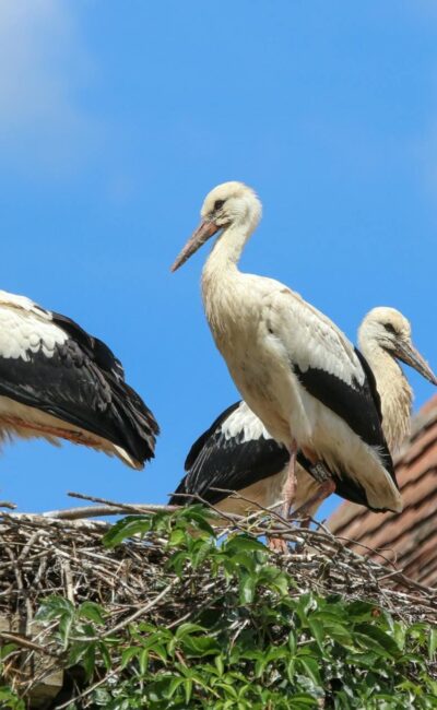 Могилів-Подільський Онлайн