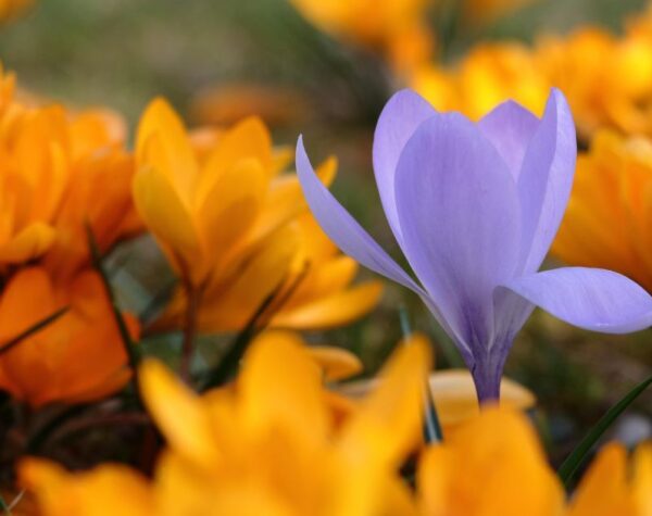 Могилів-Подільський Онлайн