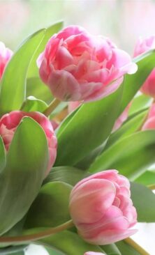 Могилів-Подільський Онлайн