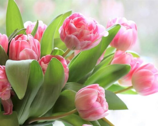 Могилів-Подільський Онлайн