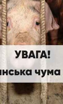 Могилів-Подільський Онлайн