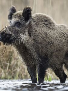 Могилів-Подільський Онлайн