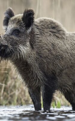 Могилів-Подільський Онлайн