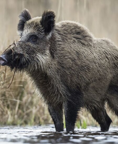 Могилів-Подільський Онлайн