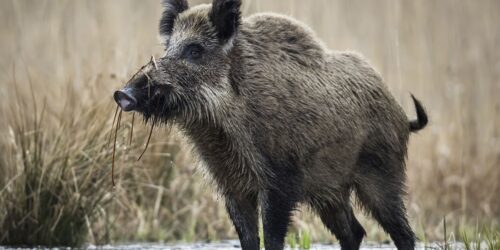 Могилів-Подільський Онлайн