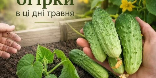 Могилів-Подільський Онлайн