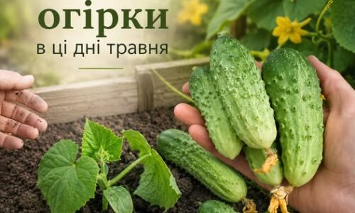 Могилів-Подільський Онлайн