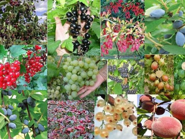 Могилів-Подільський Онлайн