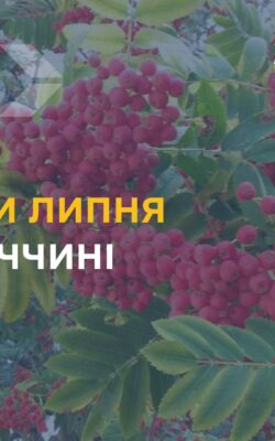 Могилів-Подільський Online