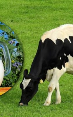 Могилів-Подільський Online